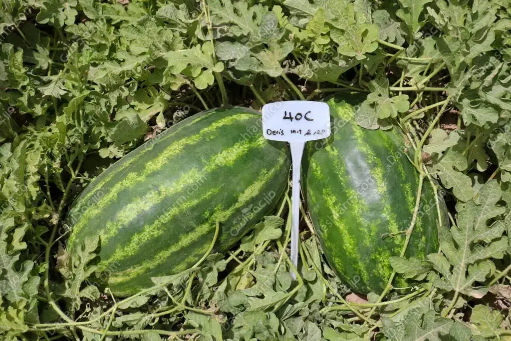 بذر  هندوانه انحصاری آمریکایی ۴۰c|گل و گیاه طبیعی|کازرون, |دیوار