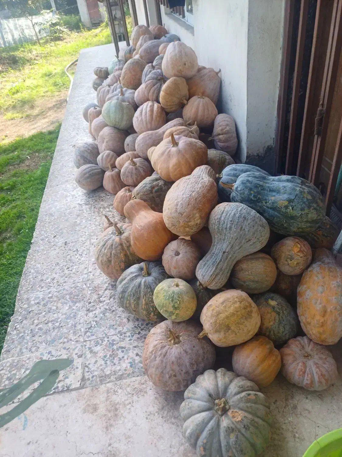 کدو محلی|حراج|سنگر, |دیوار