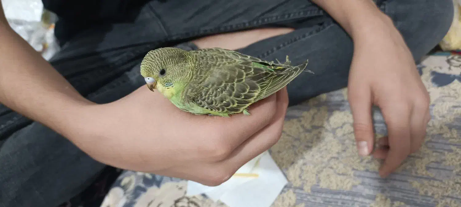 جوجه مرغ عشق سرلاکی|پرنده|فیروزکوه, |دیوار