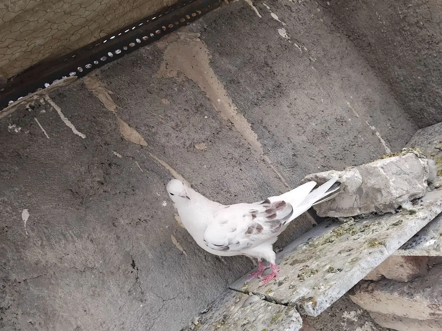 ۲عددکفترپشت دار|پرنده|اسلامشهر, شهرک مهدیه|دیوار