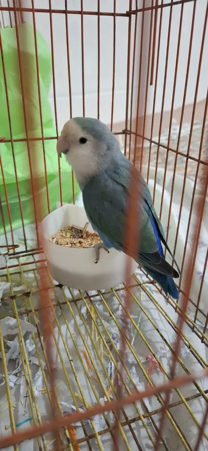 کوتوله|پرنده|قم, اسمعیل آباد|دیوار