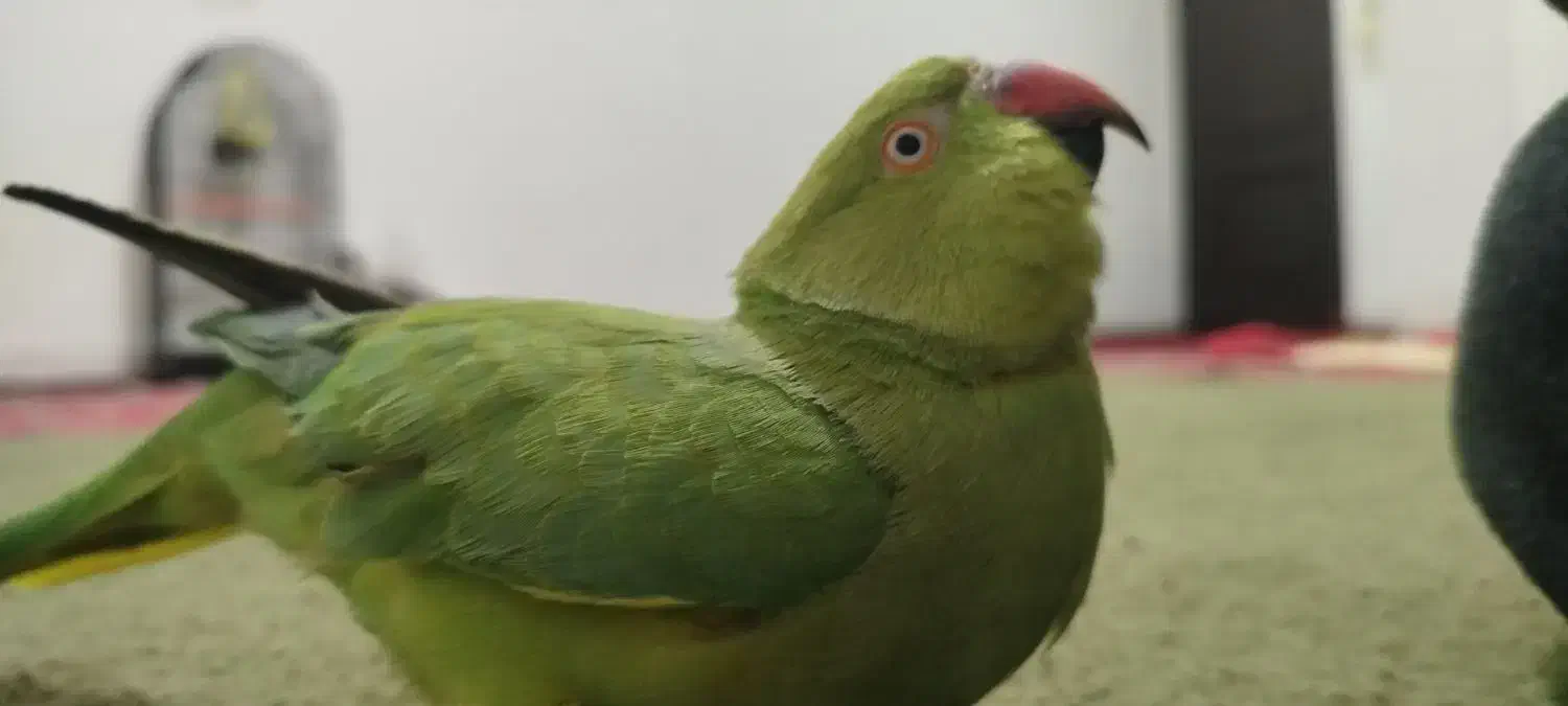 طوطی ملنگو عروس هلندی|پرنده|شهرضا, |دیوار