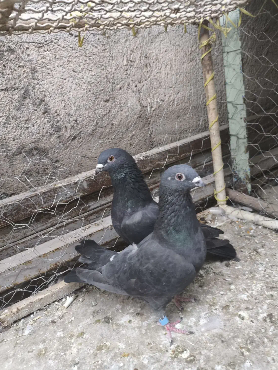 کبوتر زاغ موشی|پرنده|مسجد سلیمان, |دیوار