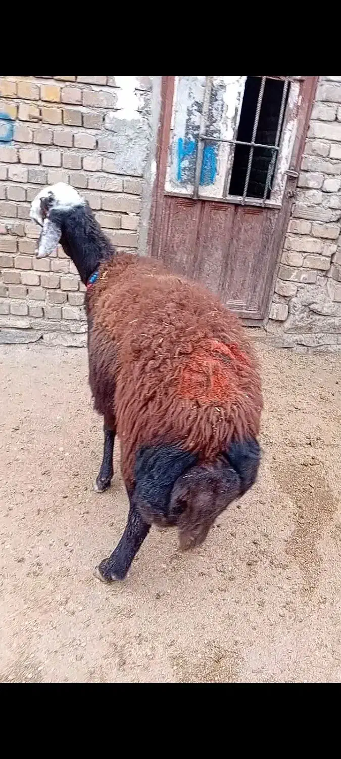 گوسفند|حیوانات مزرعه|بروجرد, |دیوار