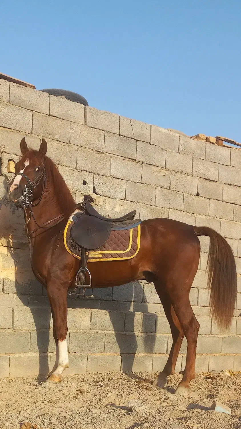 کره نریان عرب یکسر|اسب و تجهیزات اسبسواری|مهریز, |دیوار