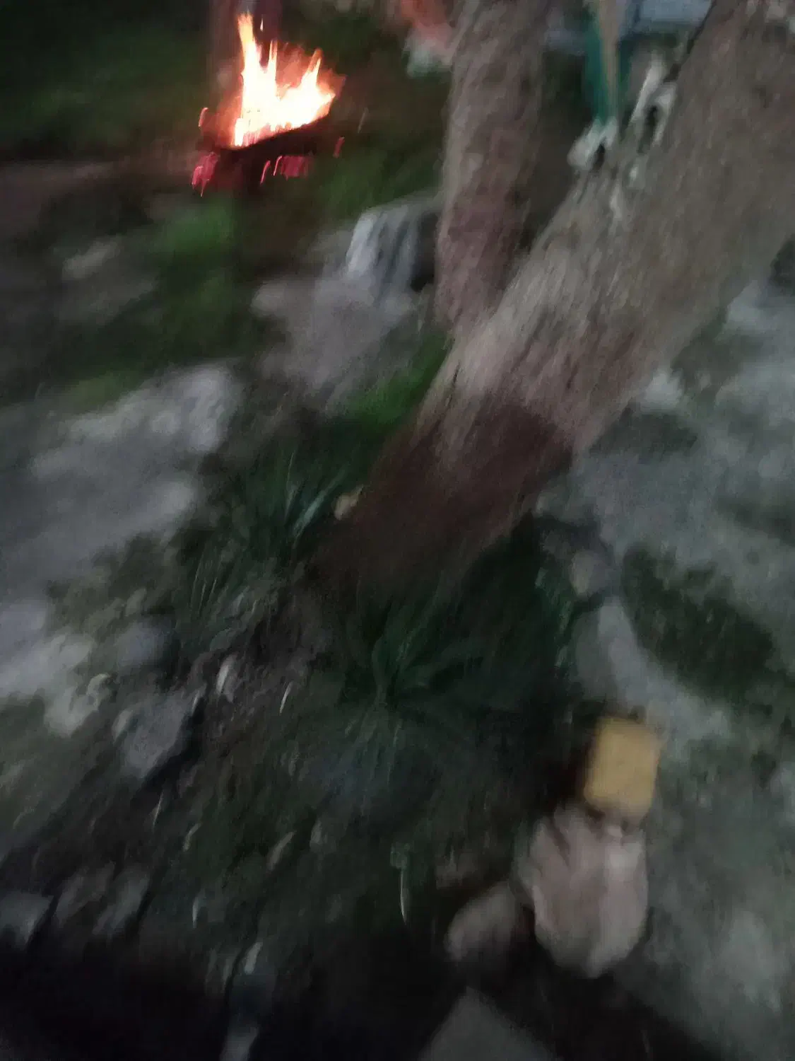 گل یوکا|گل و گیاه طبیعی|خمام, |دیوار