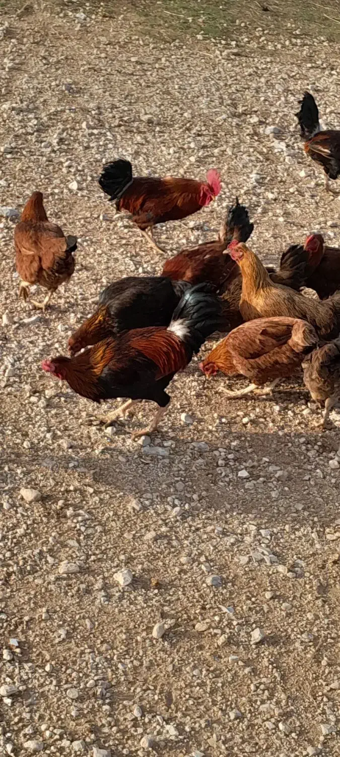 سلام ۶ عدد خروس کوردی|حیوانات مزرعه|سرپل ذهاب, |دیوار