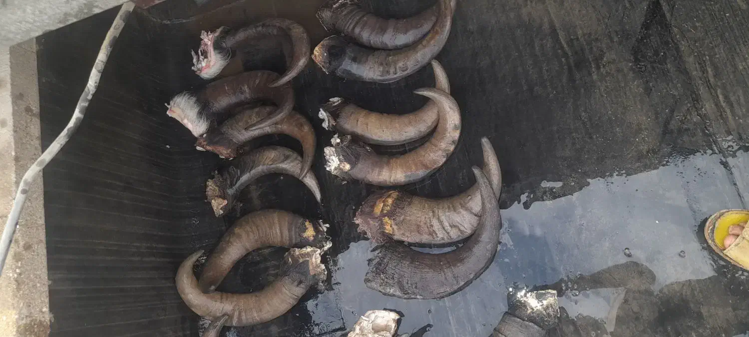 شاخ گاومیش برای چاقو سازا|کلکسیون اشیاء عتیقه|همدان, |دیوار