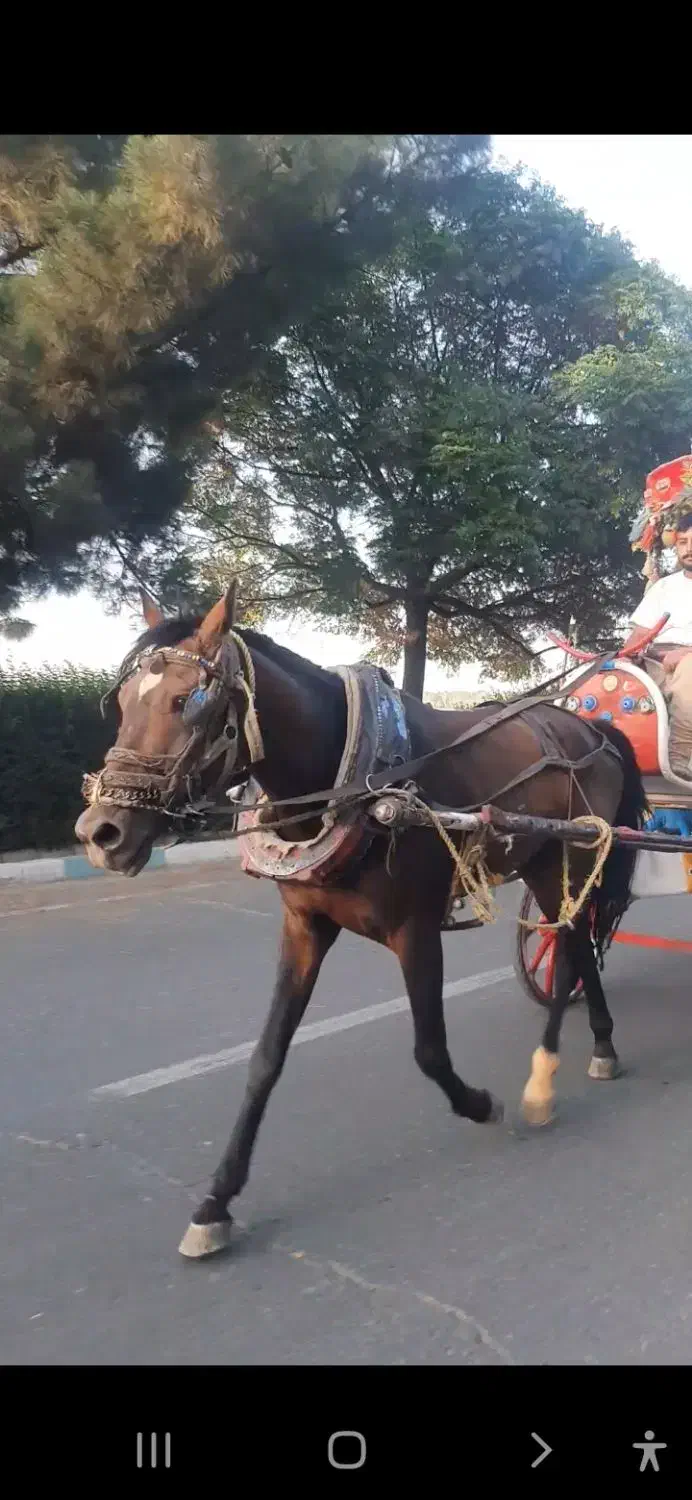 اسب کالسکه سیاه کهر سن 6سال دست پا سالم|اسب و تجهیزات اسبسواری|نیشابور, عطار|دیوار