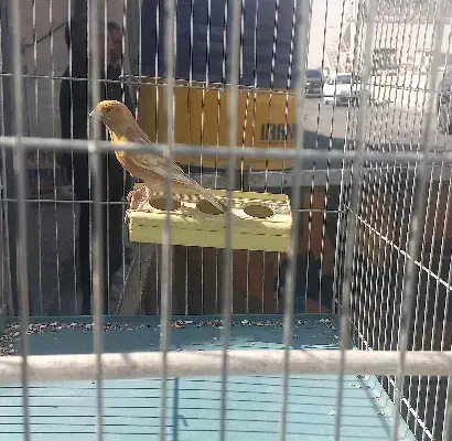 قناری فائو سوخته ابلغ هرسه نر شلاقی سلامت کامل|پرنده|اصفهان, حصه جنوبی|دیوار