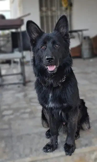 سگ ژرمن مشکی گمشده محدوده متل قو|سگ|سلمانشهر, |دیوار