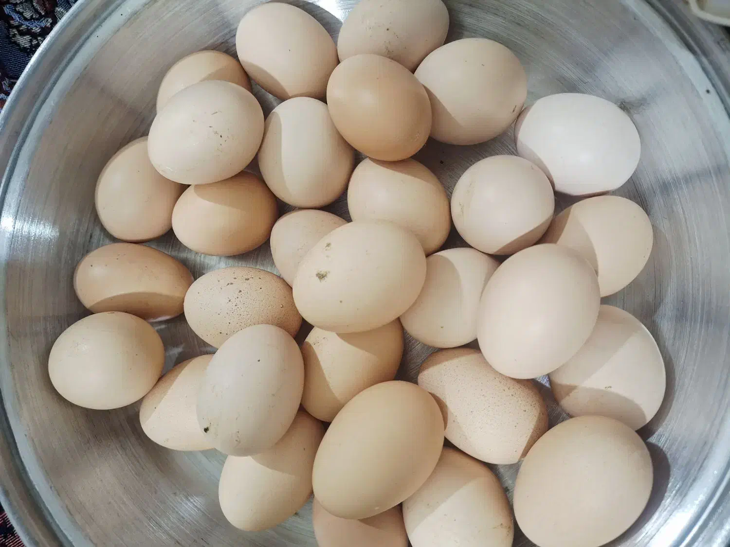 تخم مرغ|حیوانات مزرعه|نیشابور, بنیاد شهید|دیوار