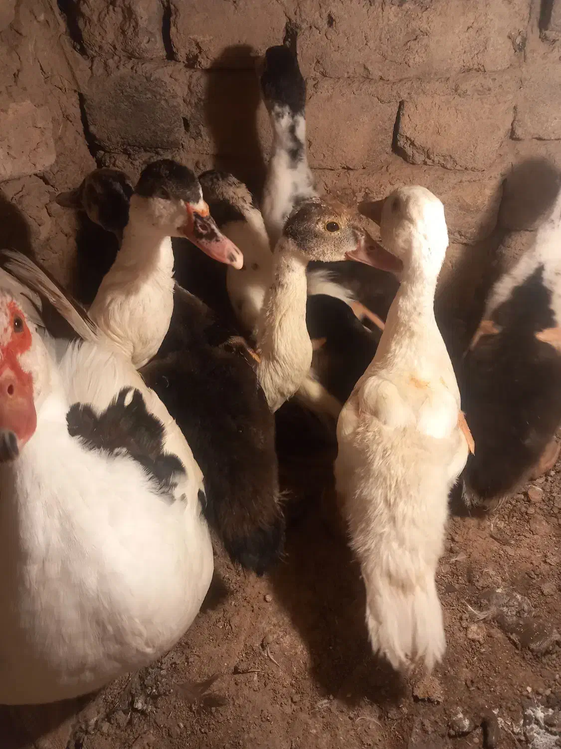 اردک های اسرائیلی کوچک و بزرگ|حیوانات مزرعه|قیدار, |دیوار