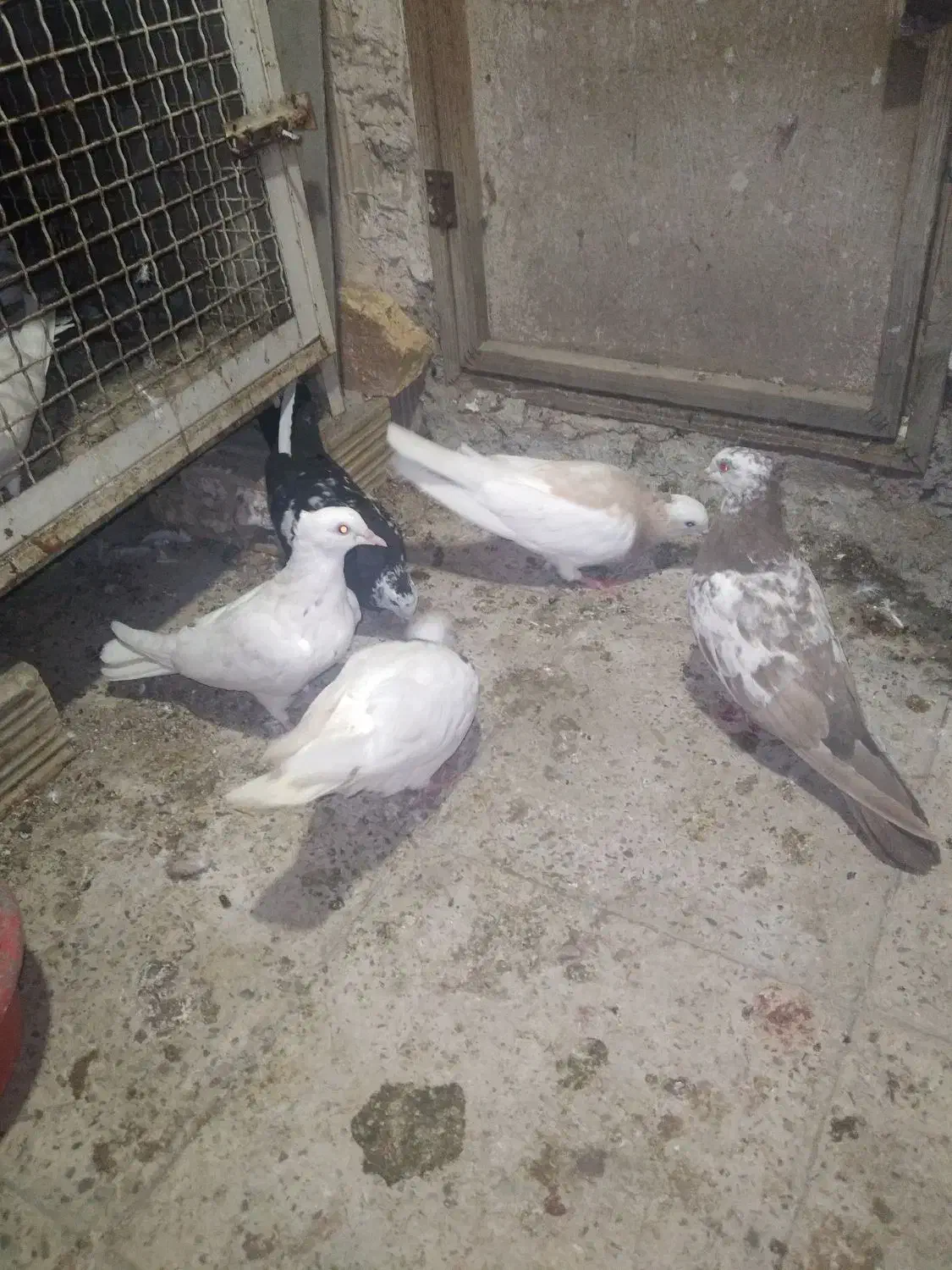 رنگی|پرنده|بهارستان, |دیوار