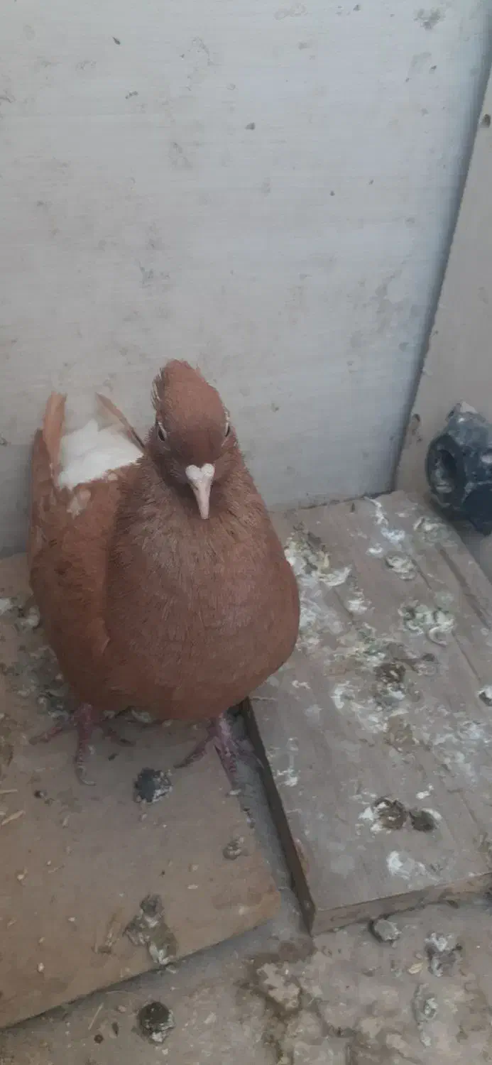 سرخ دمسفید|پرنده|بهبهان, |دیوار