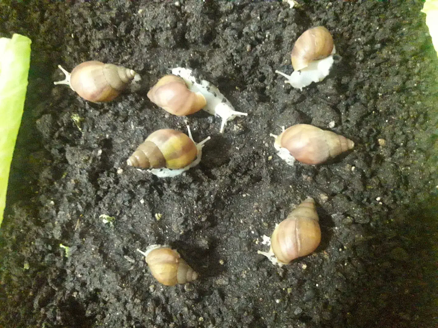 8 باکس حلزون و حلزون|لوازم جانبی حیوانات|قائم‌شهر, |دیوار