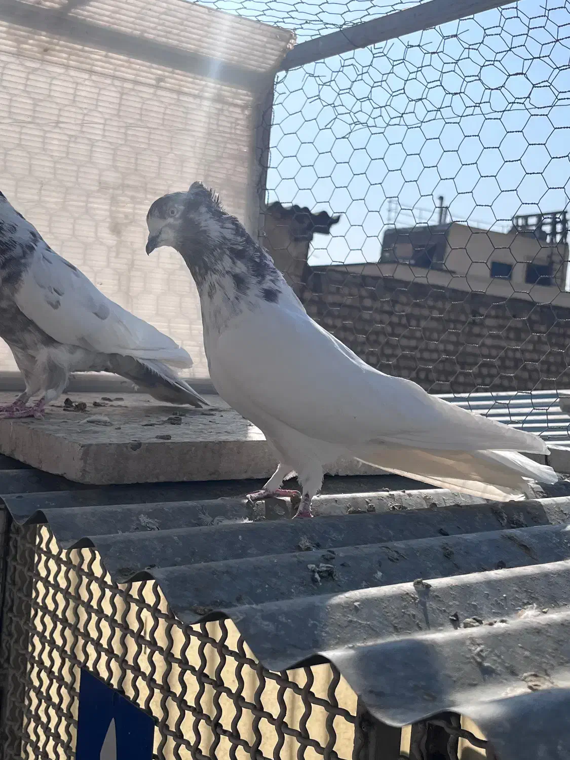 کبوتر پرشی|پرنده|اصفهان, بوستان ناژوان|دیوار