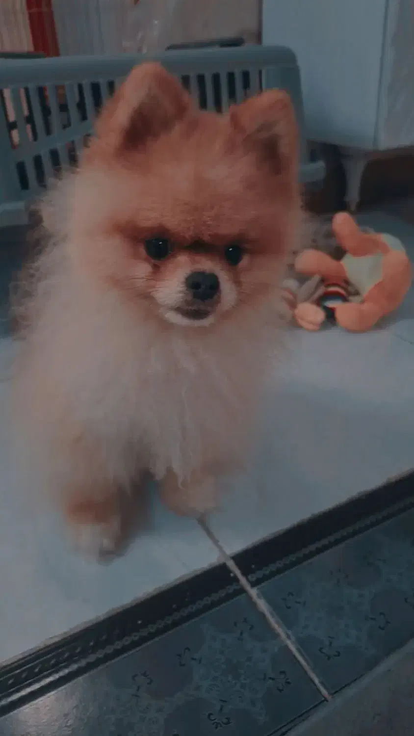 پامر خرسی کوچولو|سگ|رشت, نامجو|دیوار