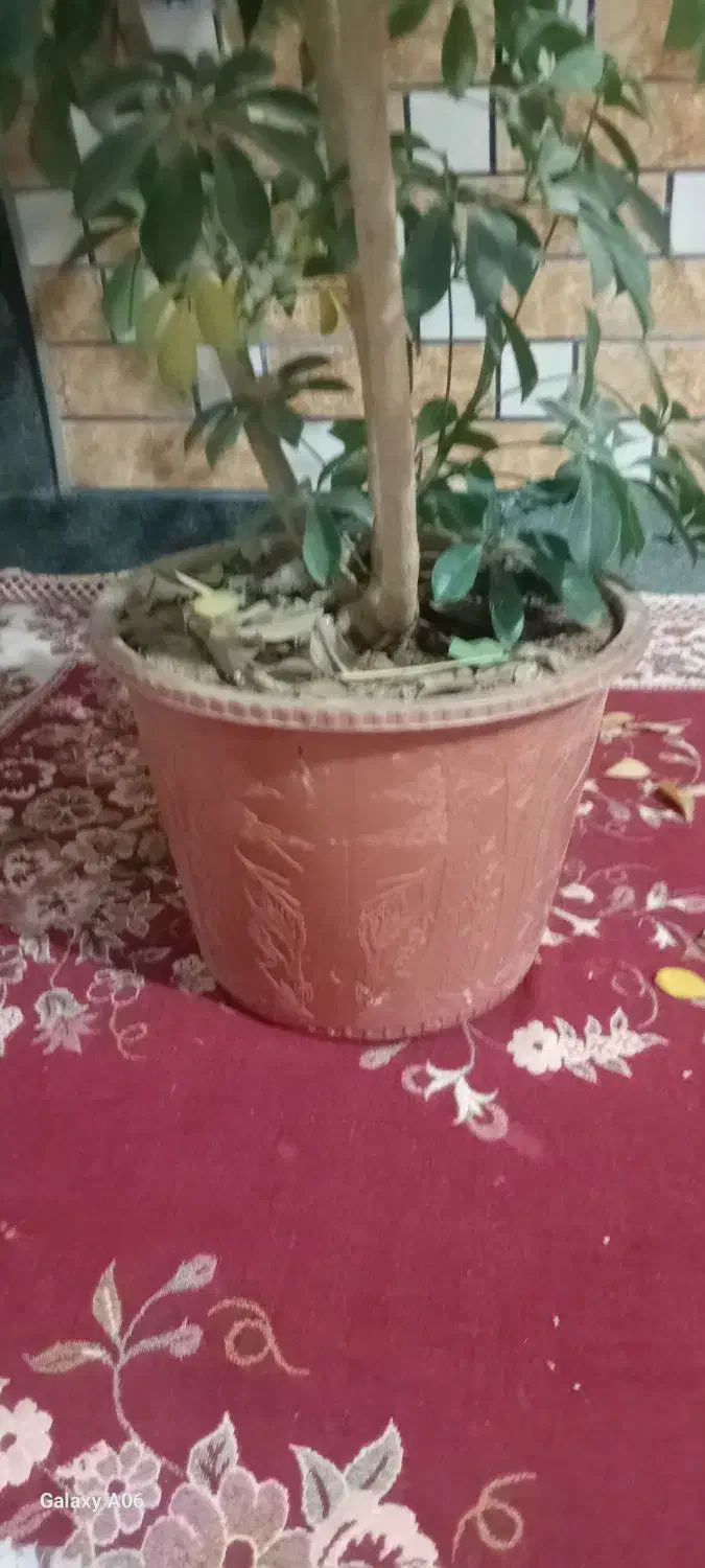 گل شفلرا|گل و گیاه طبیعی|خانمیرزا, |دیوار