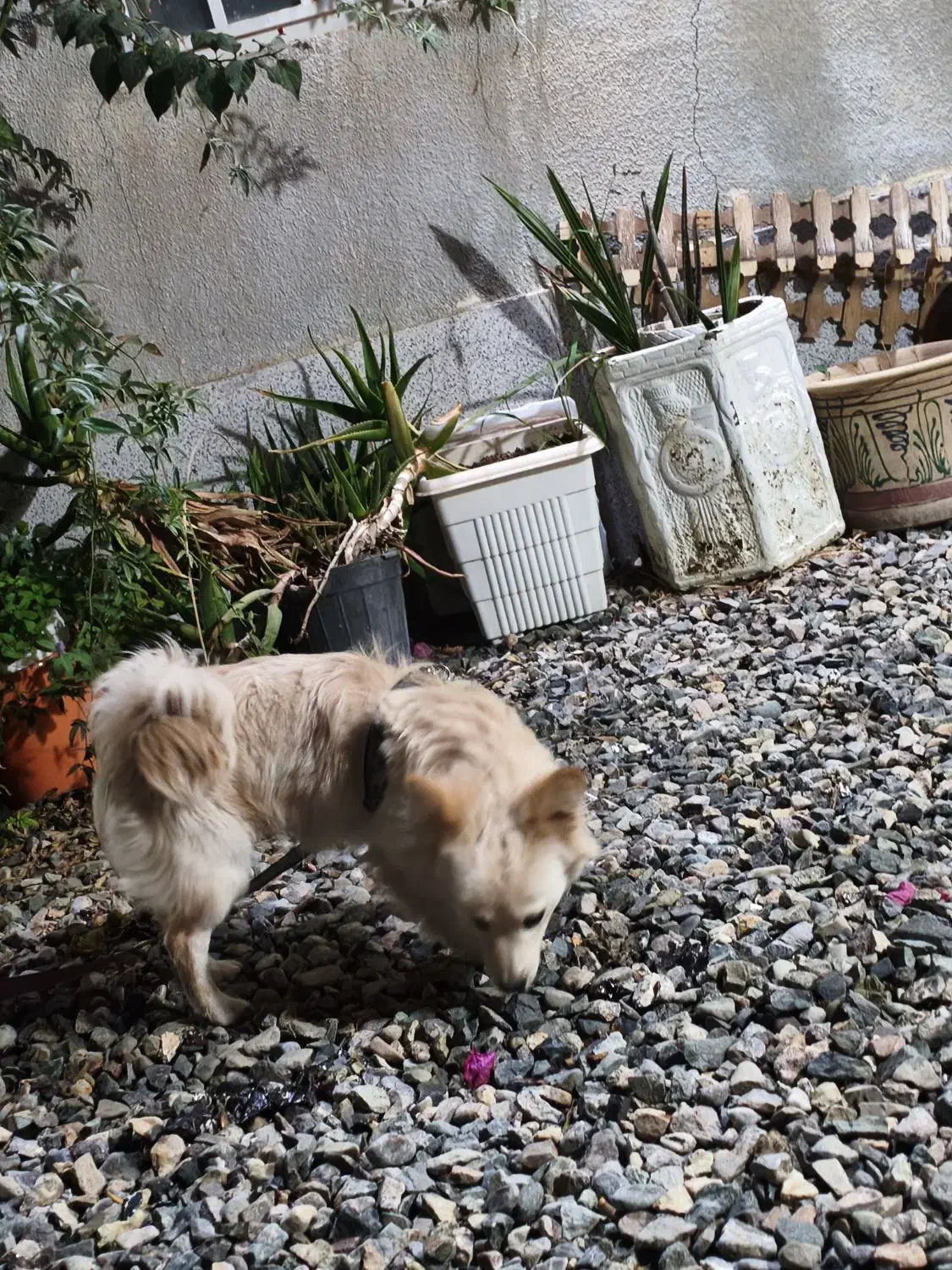 پامر|سگ|خلیل آباد, |دیوار