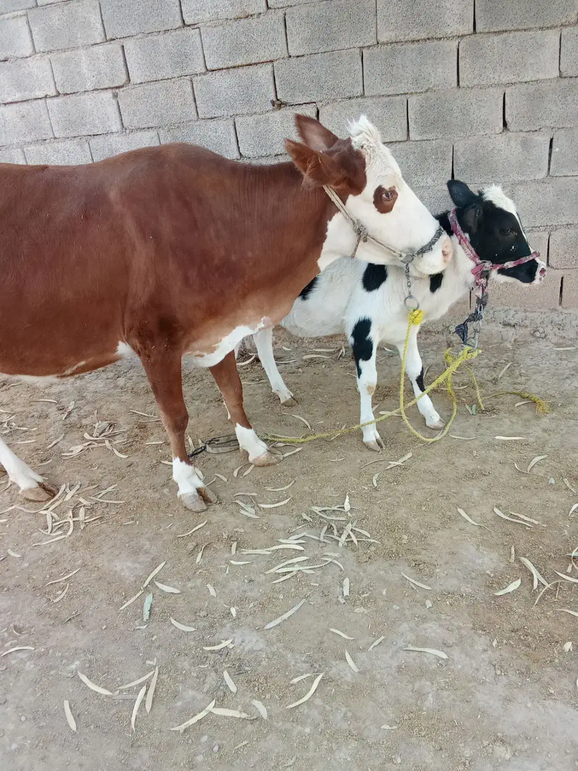 گاو و گوساله و گاو ابستن|حیوانات مزرعه|کوهدشت, |دیوار