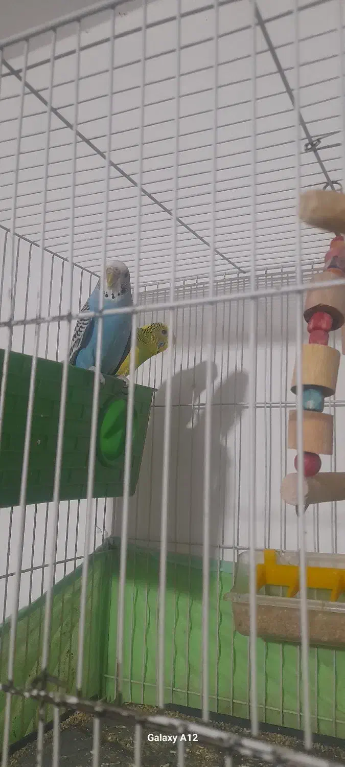 مرغ عشق|پرنده|بیرجند, |دیوار