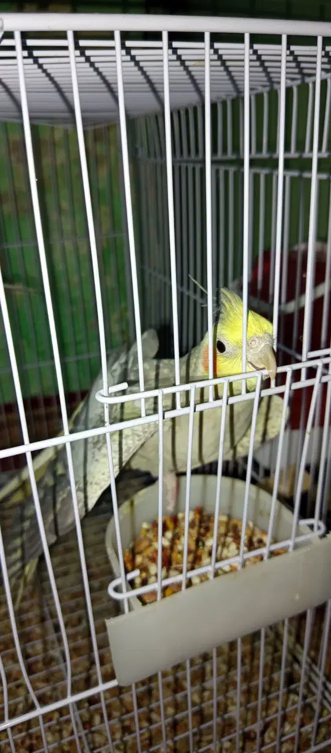 جفت عروس هلندی بالغ|پرنده|زاهدان, |دیوار