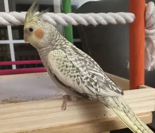 عروس هلندی|پرنده|هشتگرد, فاز ۷ مهستان|دیوار