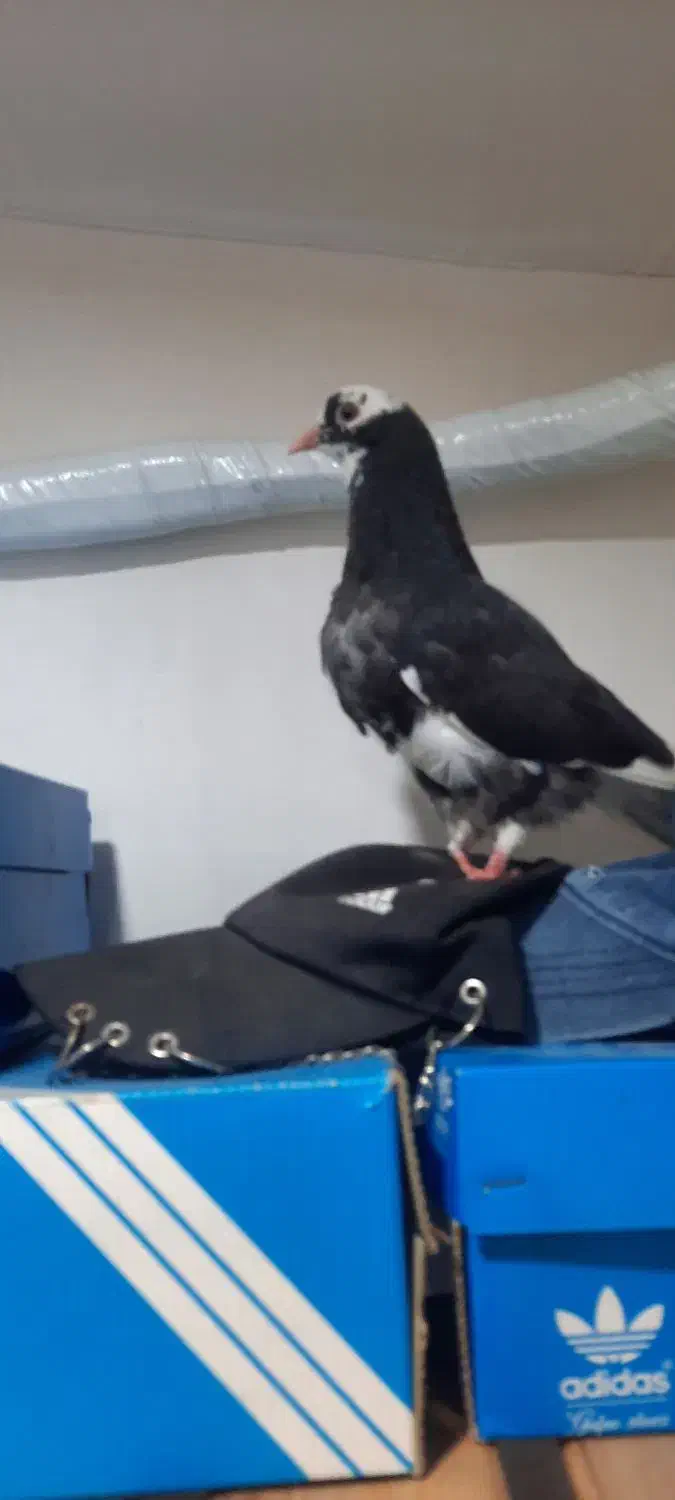 کفتر جوجه|پرنده|مشکین‌دشت, |دیوار