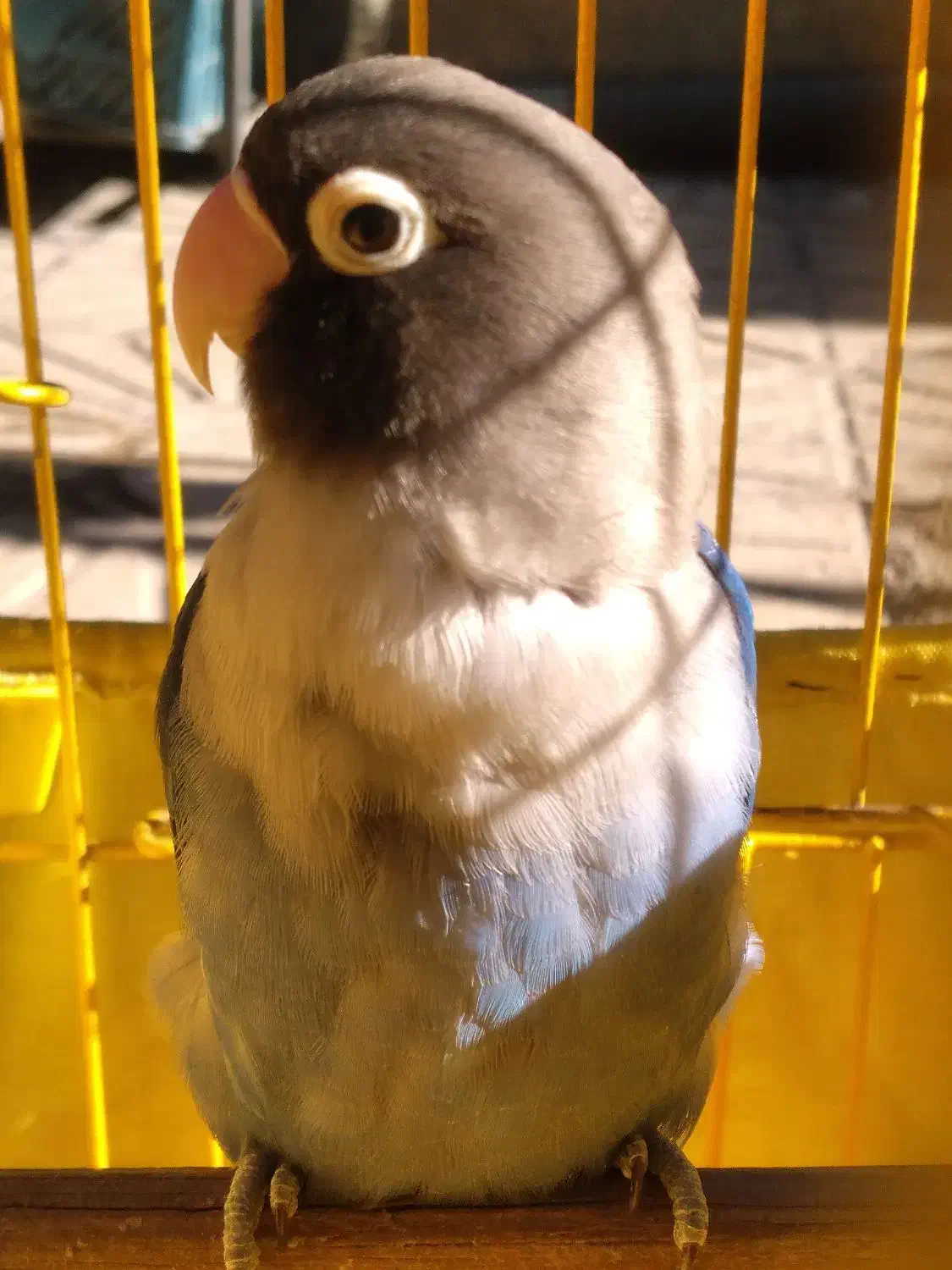 طوطی برزیلی|پرنده|اسلامشهر, شهرک محمدیه|دیوار