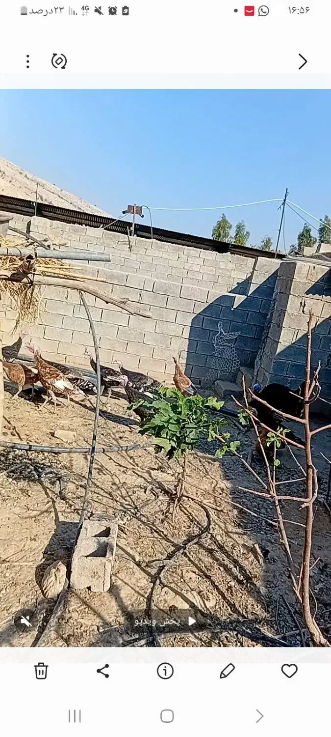 فروش بوقلمون ماده ونر ماده تخم گذار|حیوانات مزرعه|دهدشت, |دیوار