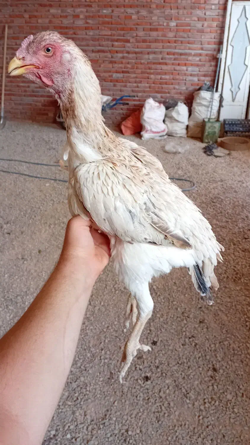 مرغ لاری درجه ۱ نسل قدیم|حیوانات مزرعه|ممقان, |دیوار