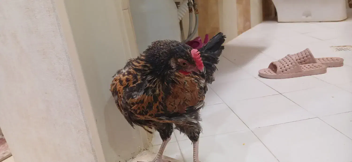 مرغ و خروس جوان و سرحال و درشت|حیوانات مزرعه|تهران, بهار|دیوار