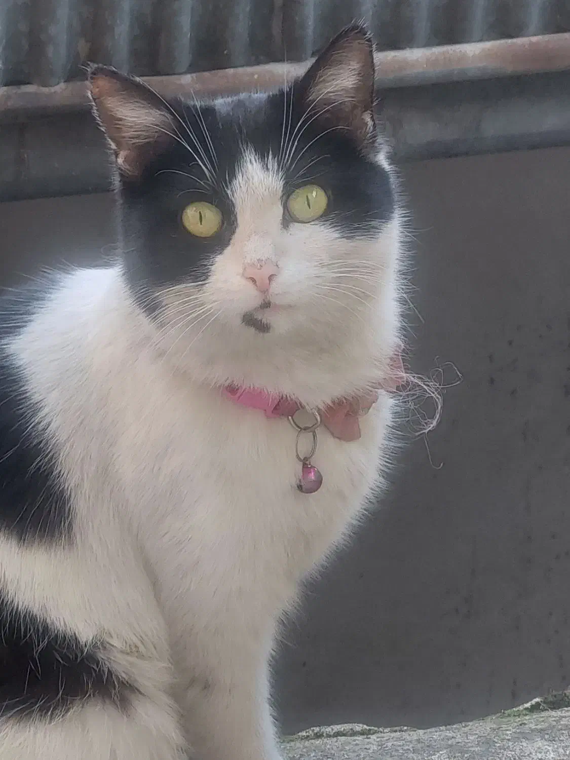 گربه پیدا شده|حیوانات|رشت, باهنر|دیوار