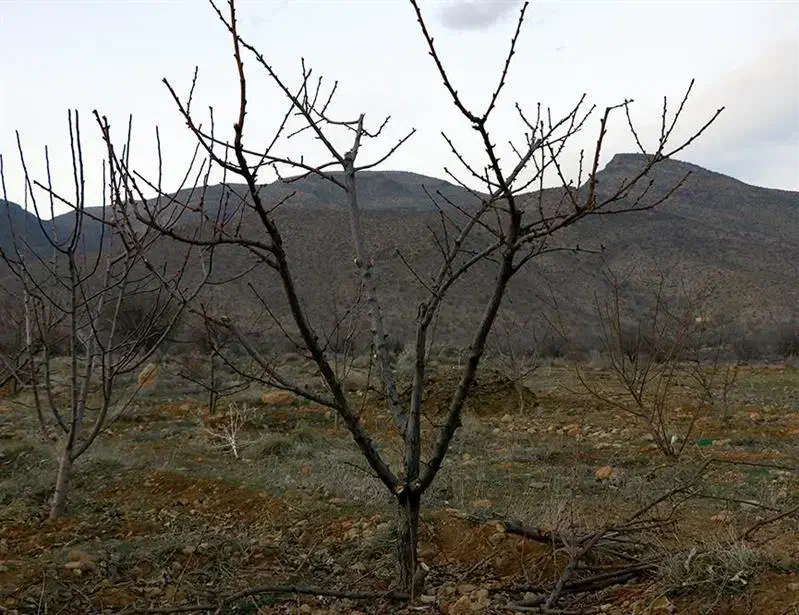 هرس باغ میوه|خدمات باغبانی و درختکاری|چهارباغ, |دیوار