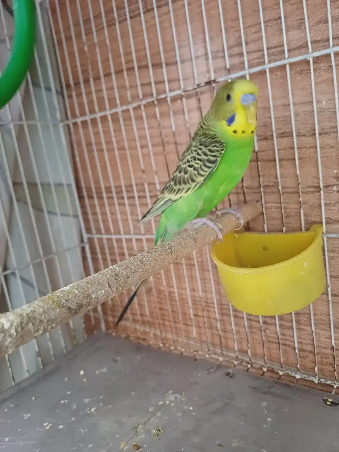 مرغ عشق نر|پرنده|شیراز, درکی|دیوار