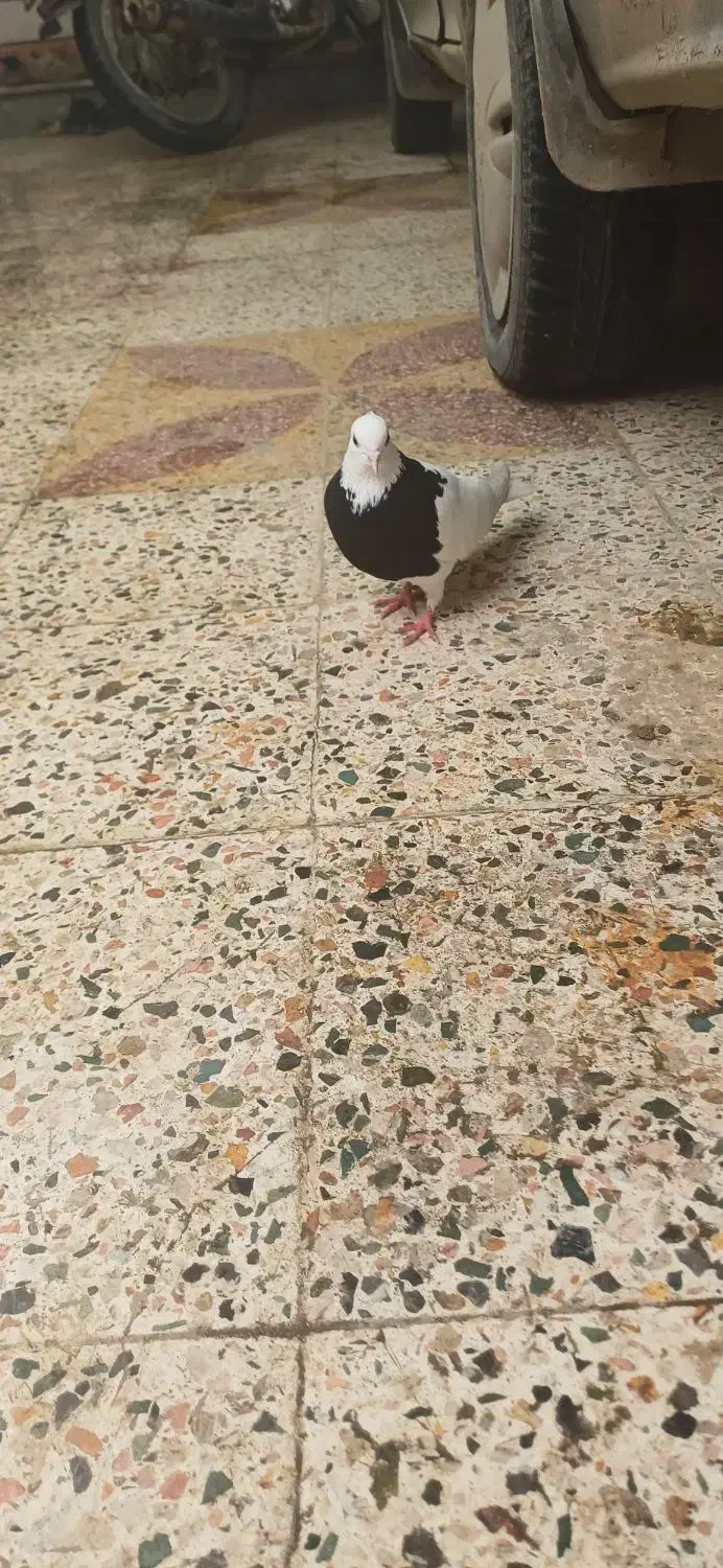 طوق سیاه ماده|پرنده|دهدشت, |دیوار