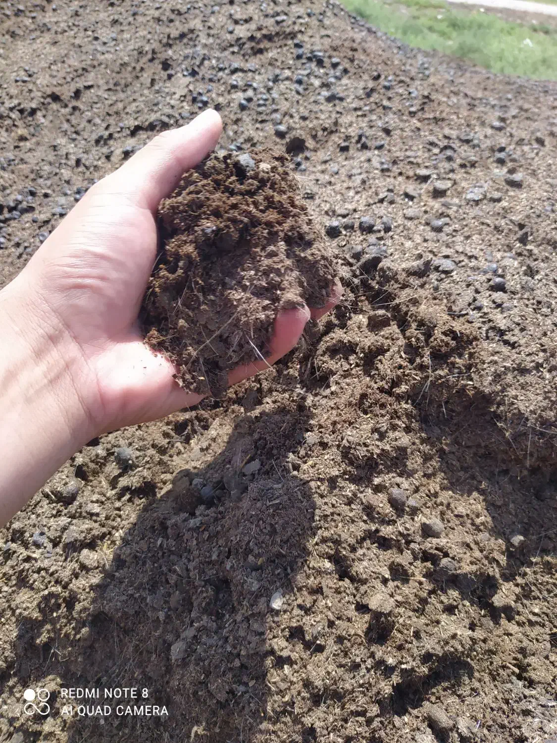 پوش گوسفندی|خدمات باغبانی و درختکاری|بابل, |دیوار