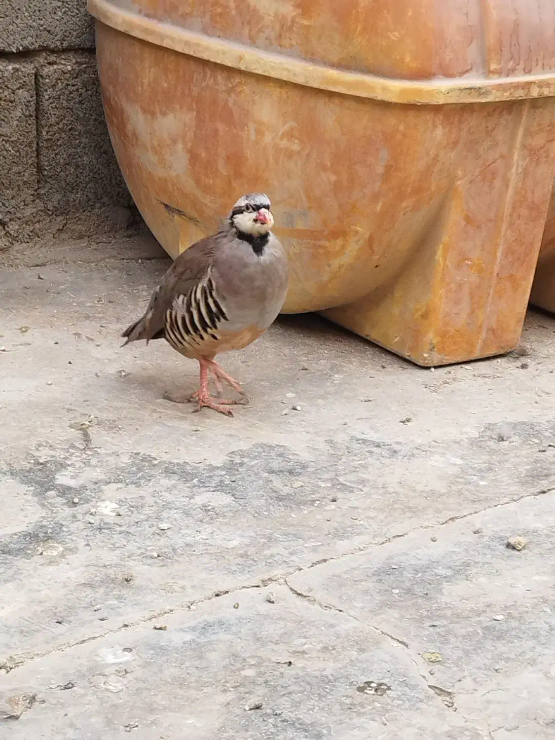 جوجه محلی|حیوانات مزرعه|هندیجان, |دیوار