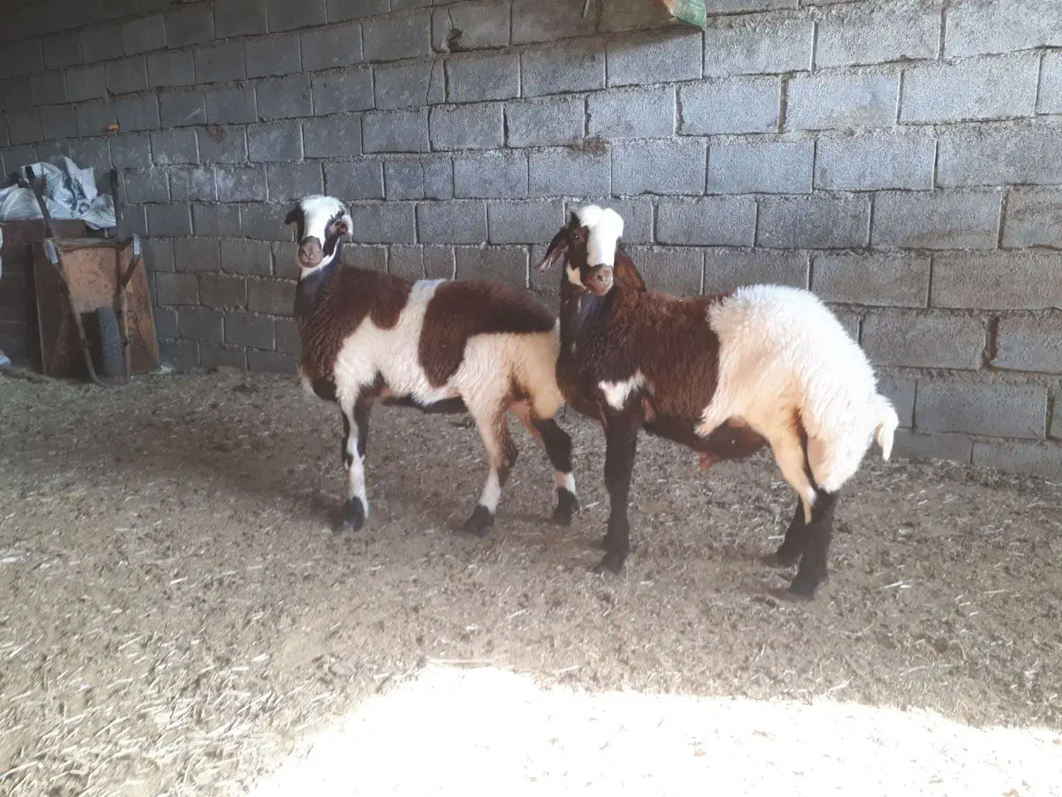 دو راس بره نر و ماده پلنگی|حیوانات مزرعه|کوهدشت, |دیوار