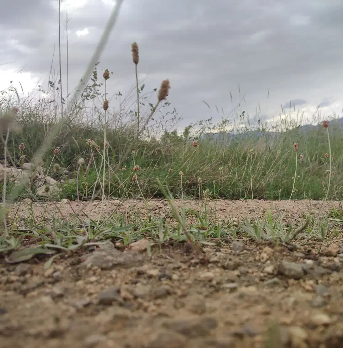 زمین|فروش زمین و ملک کلنگی|منجیل, |دیوار