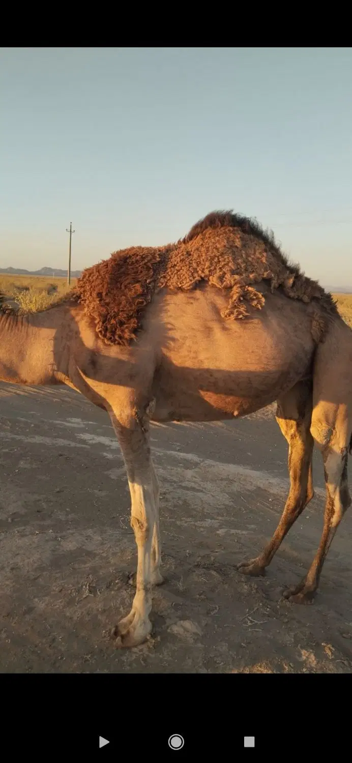 شتر|حیوانات مزرعه|گوهرکوه, |دیوار