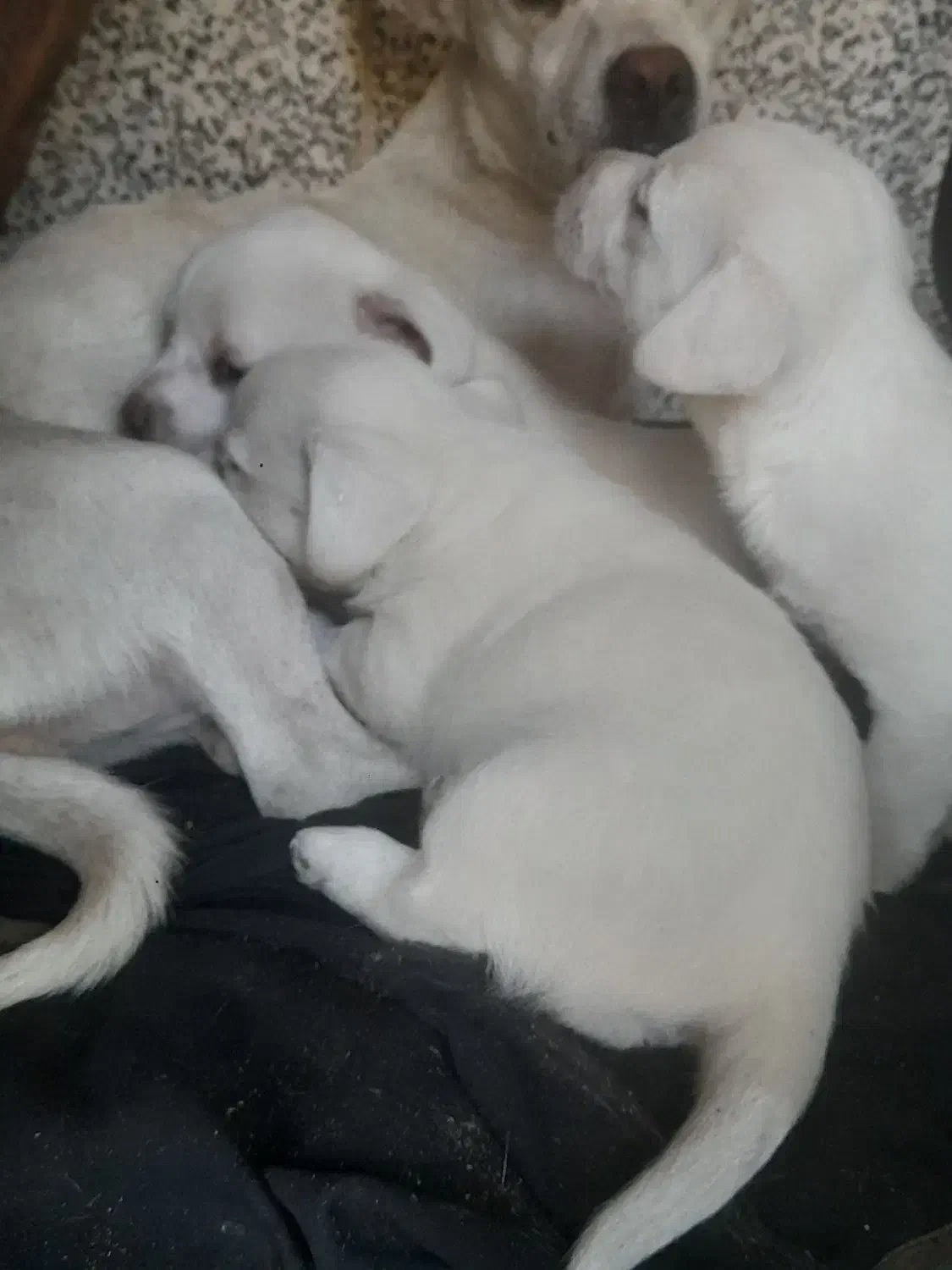 واگذاری توله شیتزو|سگ|کرمان, |دیوار