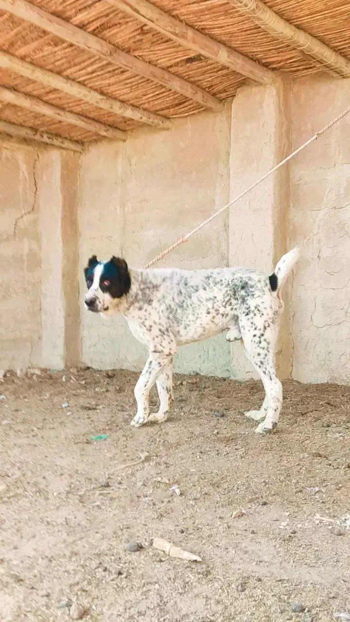 سگ افغان|سگ|زرندیه, |دیوار