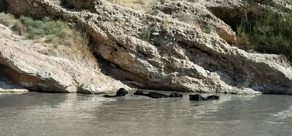 فروش گاو میش|حیوانات مزرعه|جره و بالاده, |دیوار