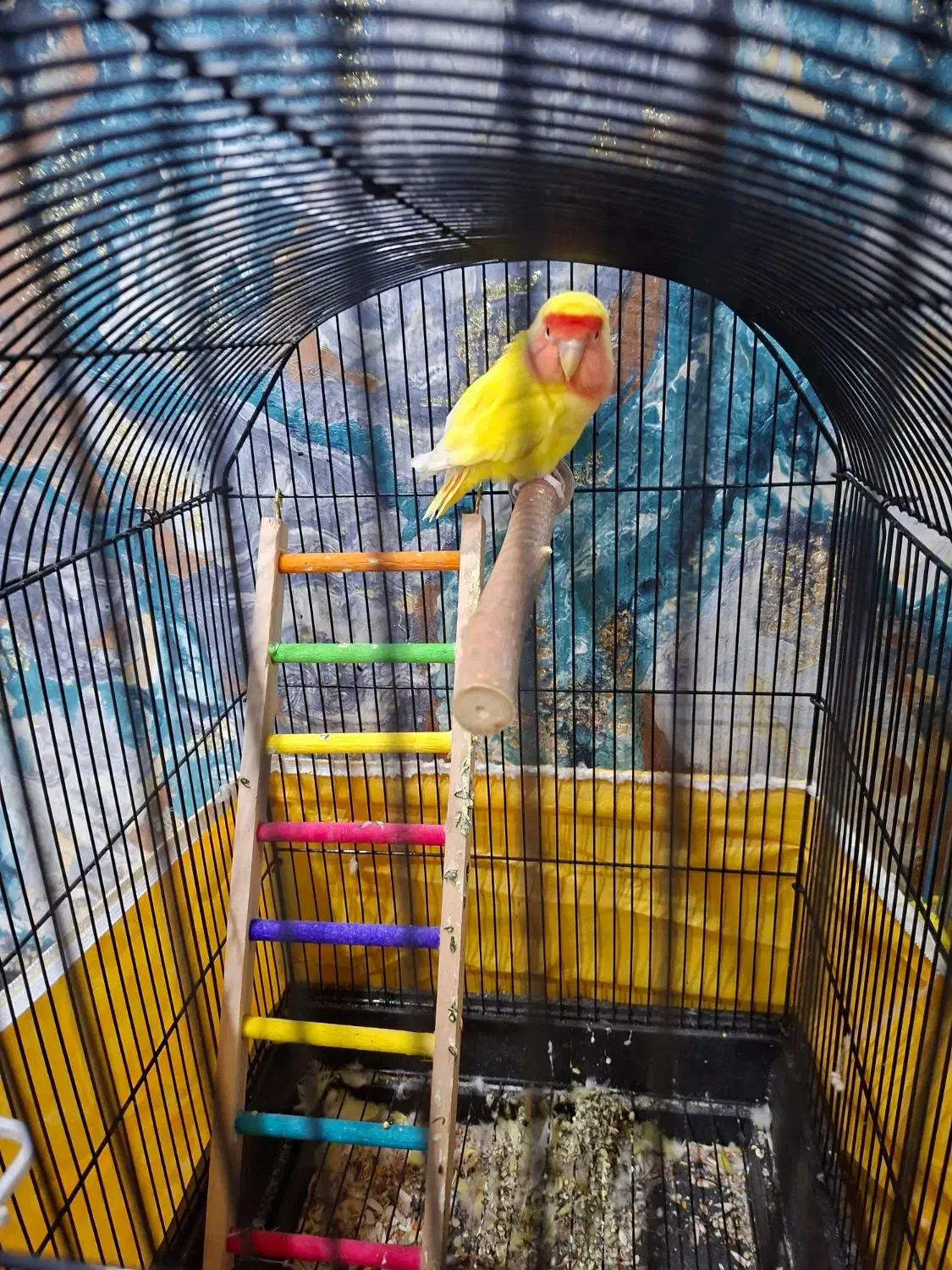 طوطی برزیلی|پرنده|اندیشه, اندیشه فاز ۳|دیوار