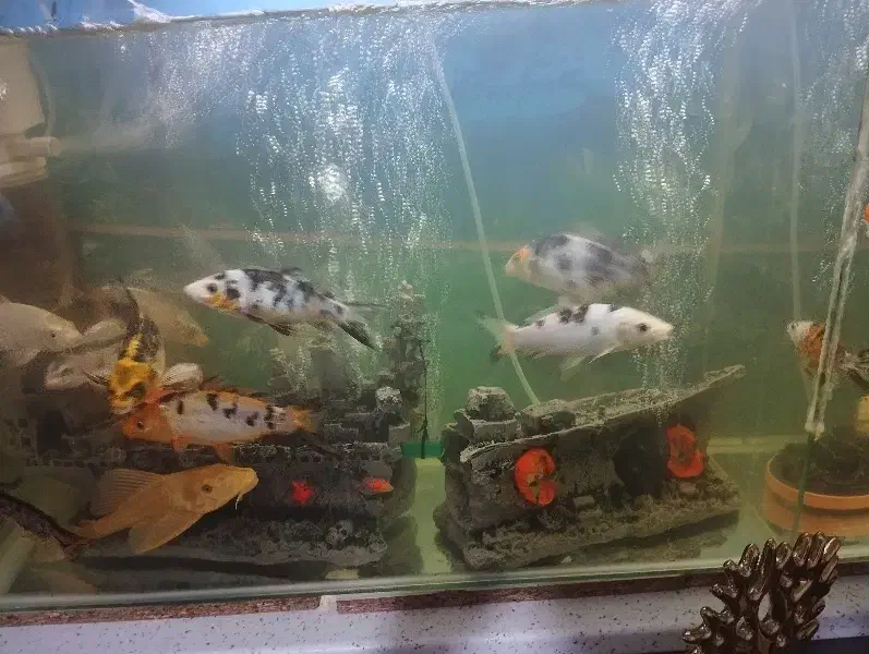 ماهی کوی|ماهی|چهاردانگه (تهران), |دیوار