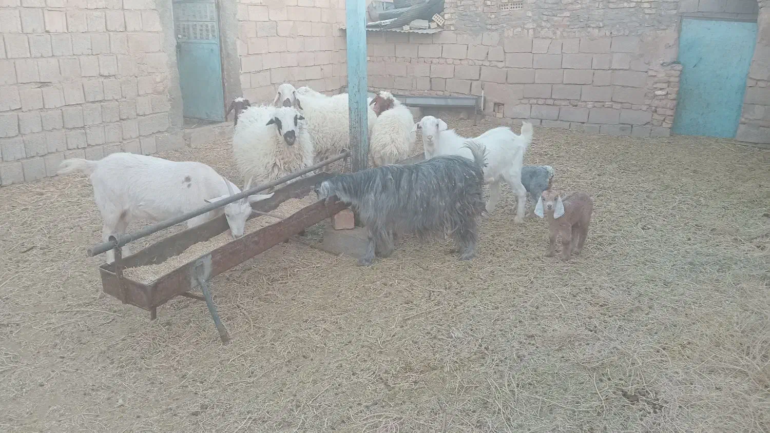 دو راس بز فروشی|حیوانات مزرعه|فردوس (خراسان), |دیوار