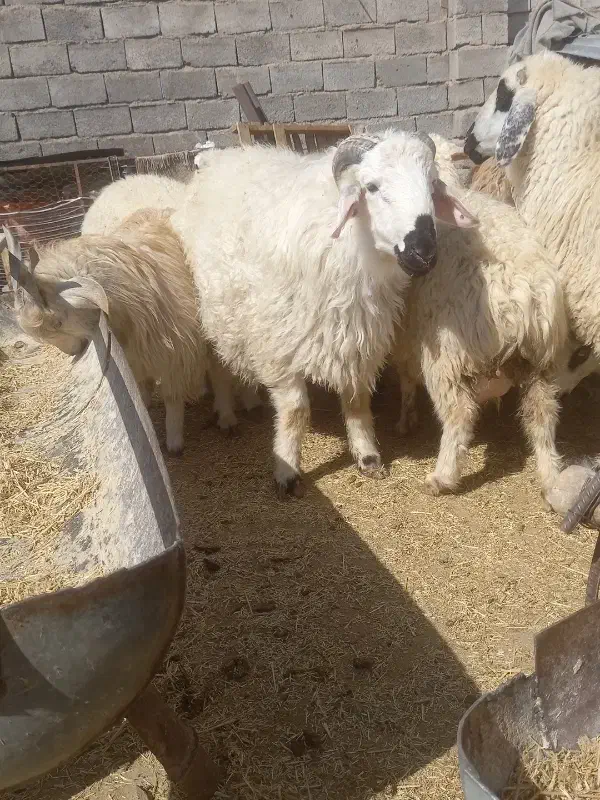 بره|حیوانات مزرعه|بافت, |دیوار