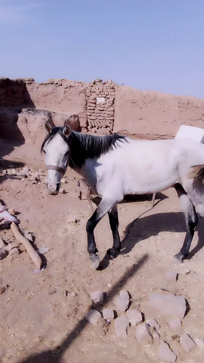 اسب|اسب و تجهیزات اسبسواری|شامکان, |دیوار